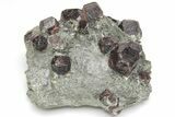 Red Almandine Garnets in Schist - Tyrol, Austria #209540-1